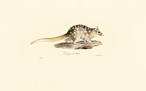 Keleti Quoll alkotó: Jacques Christophe Werner