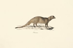  alkotó: Jacques Christophe Werner