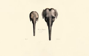 Elefántfejek összehasonlítása alkotó: Jacques Christophe Werner