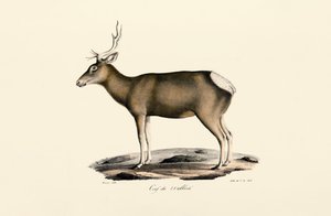 Elk - Hím alkotó: Jacques Christophe Werner