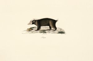 Európai borz alkotó: Jacques Christophe Werner