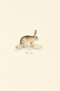 Európai nyúl alkotó: Jacques Christophe Werner