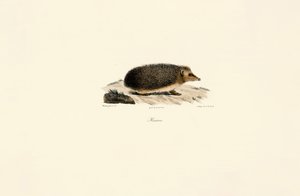  alkotó: Jacques Christophe Werner