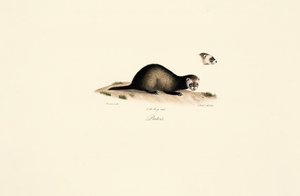  alkotó: Jacques Christophe Werner