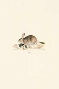  alkotó: Jacques Christophe Werner