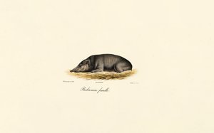Női Babirusa alkotó: Jacques Christophe Werner