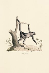 Nőstény fekete pók majom alkotó: Jacques Christophe Werner