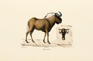  alkotó: Jacques Christophe Werner