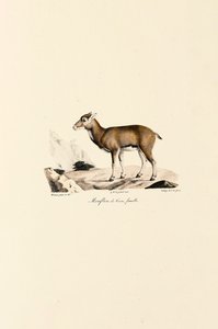  alkotó: Jacques Christophe Werner