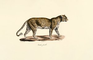 Nőstény leopárd alkotó: Jacques Christophe Werner