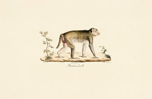 Nőstény éjszakai majom