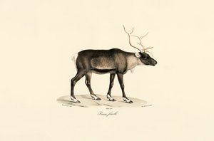  alkotó: Jacques Christophe Werner