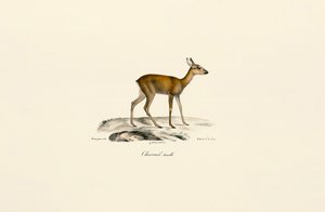  alkotó: Jacques Christophe Werner