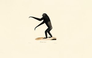 Női Siamang alkotó: Jacques Christophe Werner