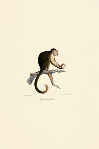  alkotó: Jacques Christophe Werner