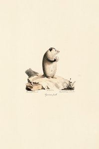  alkotó: Jacques Christophe Werner