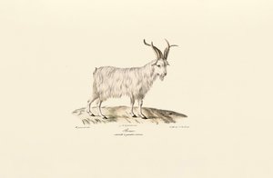 Négyszarvú házi kecske alkotó: Jacques Christophe Werner
