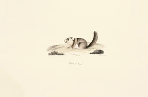  alkotó: Jacques Christophe Werner