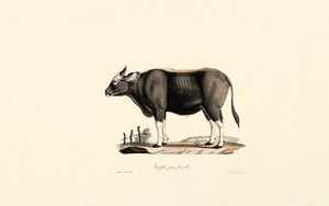  alkotó: Jacques Christophe Werner