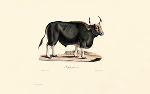  alkotó: Jacques Christophe Werner