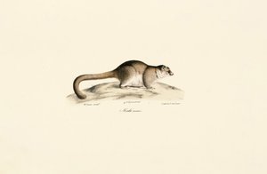 alkotó: Jacques Christophe Werner