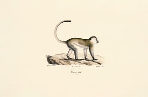 Zöld majom (Chlorocebus sabaeus) alkotó: Jacques Christophe Werner
