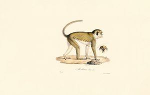  alkotó: Jacques Christophe Werner