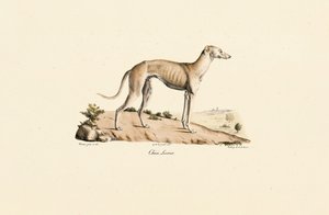  alkotó: Jacques Christophe Werner