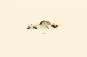  alkotó: Jacques Christophe Werner