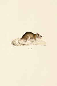  alkotó: Jacques Christophe Werner