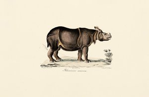 Indiai orrszarvú alkotó: Jacques Christophe Werner