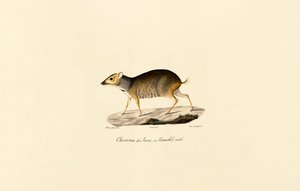 Jávai egérszarvas (hím) alkotó: Jacques Christophe Werner