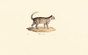 Leopárd macska (Prionailurus bengalensis) alkotó: Jacques Christophe Werner