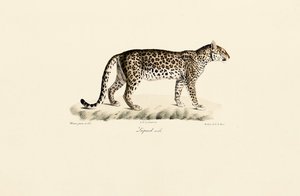 Leopárd, hím alkotó: Jacques Christophe Werner
