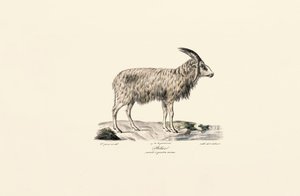 Hosszúszőrű kecske alkotó: Jacques Christophe Werner