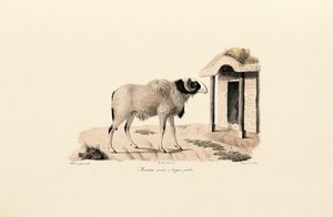  alkotó: Jacques Christophe Werner