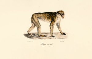 Hosszúfarkú makákó (hím) alkotó: Jacques Christophe Werner