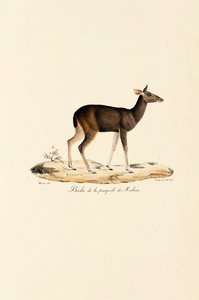  alkotó: Jacques Christophe Werner