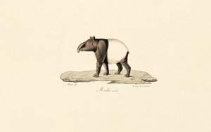 Maláj tapír alkotó: Jacques Christophe Werner