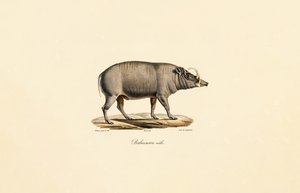 Férfi Babirusa alkotó: Jacques Christophe Werner