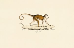 Hím bojtos kapucinus alkotó: Jacques Christophe Werner