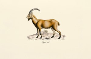  alkotó: Jacques Christophe Werner