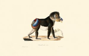 Mandrill alkotó: Jacques Christophe Werner