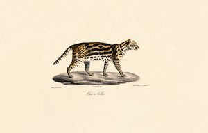 Margay Cat alkotó: Jacques Christophe Werner