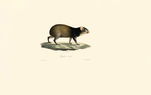  alkotó: Jacques Christophe Werner