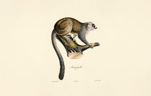  alkotó: Jacques Christophe Werner