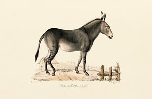  alkotó: Jacques Christophe Werner