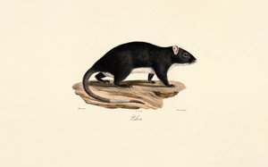 Pézsmapatkány alkotó: Jacques Christophe Werner