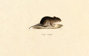  alkotó: Jacques Christophe Werner