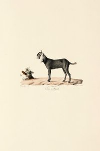  alkotó: Jacques Christophe Werner